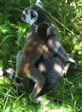Katta-035.jpg